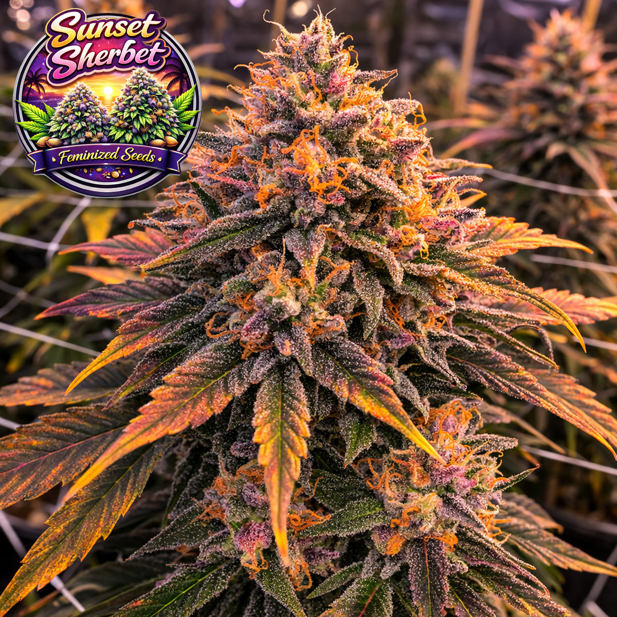Sunset Sherbet Feminized Seeds (2 Pack)