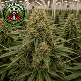 Super Skunk AutoFlower Seeds (2 Pack)