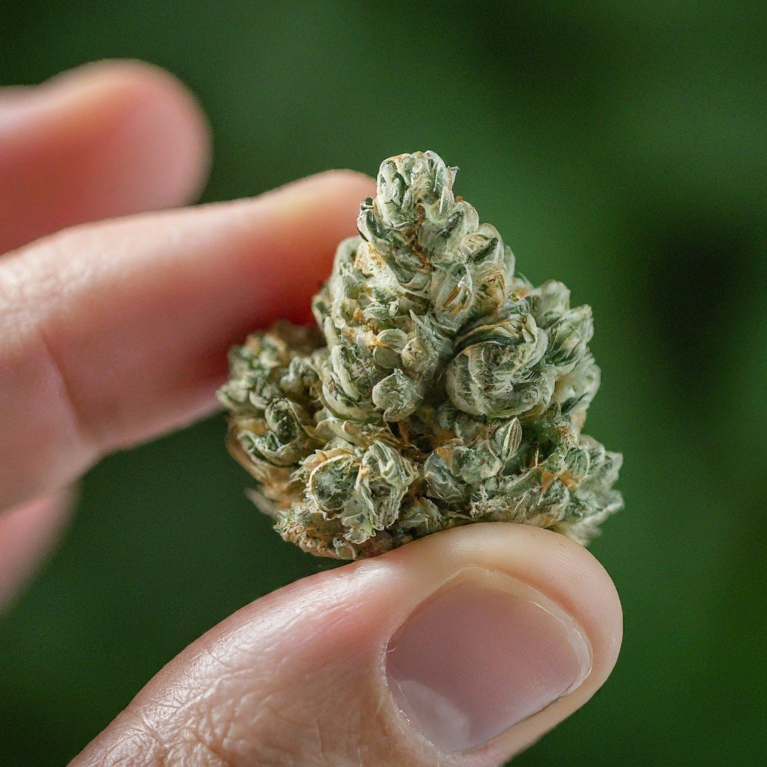 Super Silver Haze Feminized Seeds