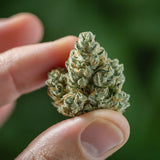 Super Silver Haze Feminized Seeds