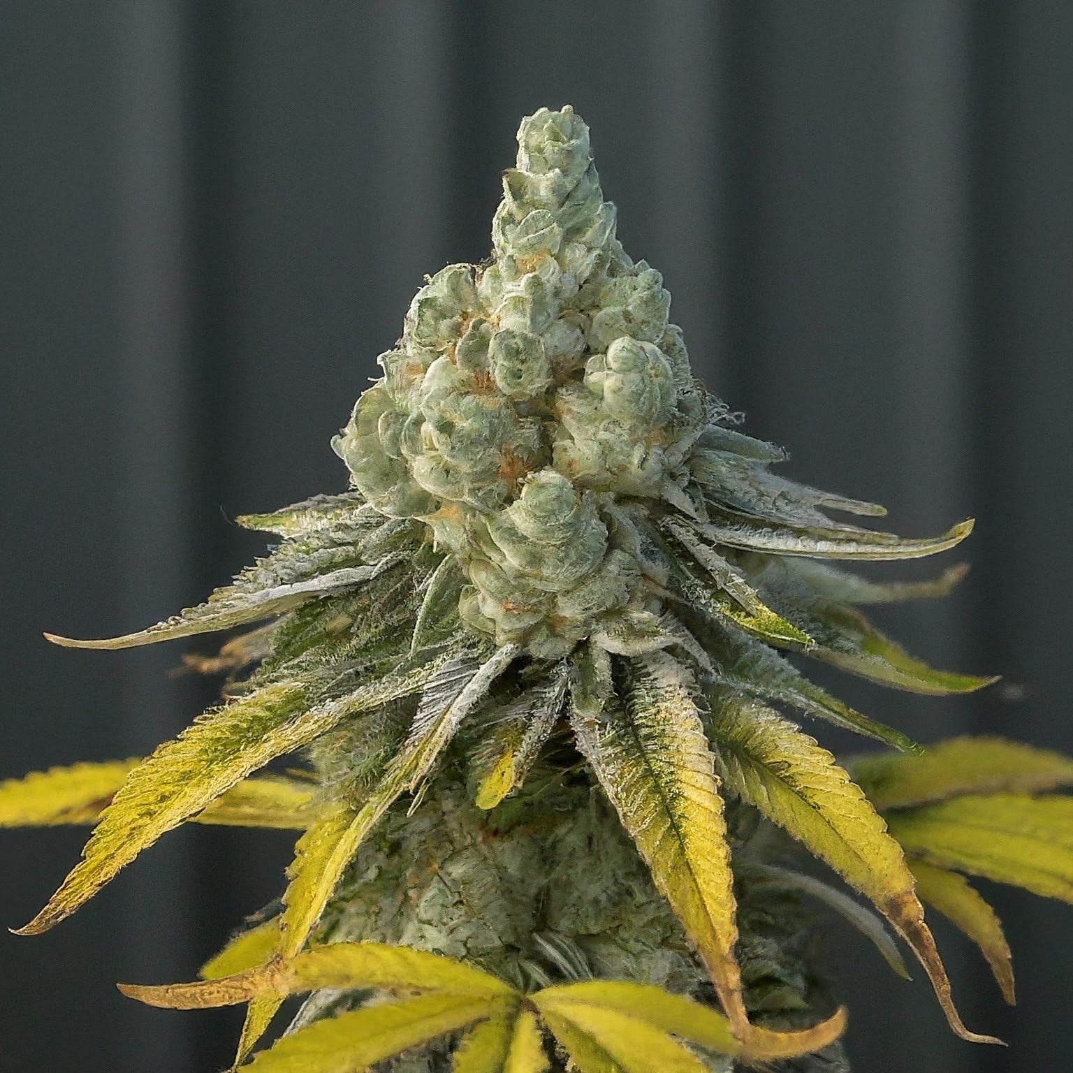 Super Silver Haze Feminized Seeds