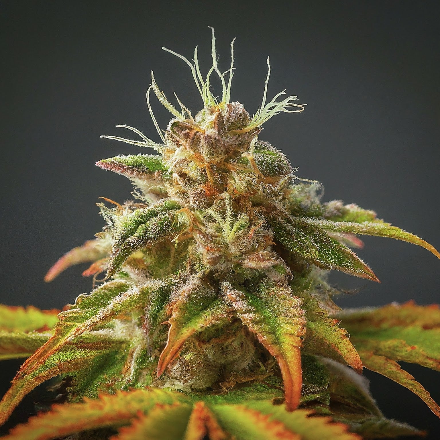 Tangie Feminized Seeds