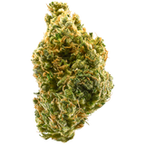 Tangie Feminized Seeds