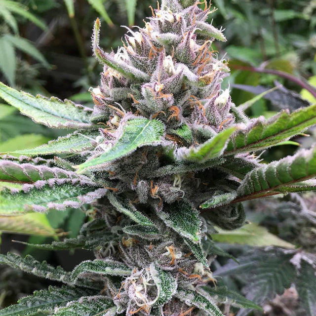 Tropicana Cookies Feminized Seeds