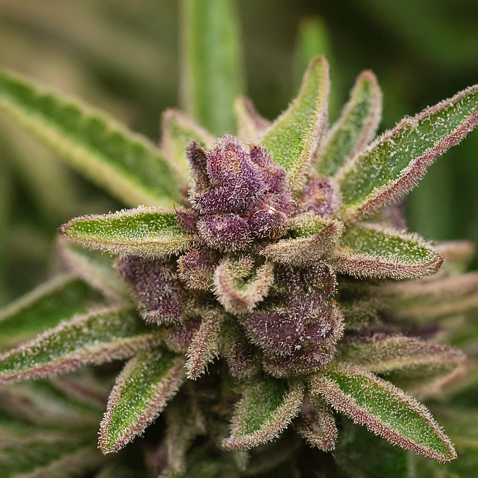 Tropicana Cookies Feminized Seeds