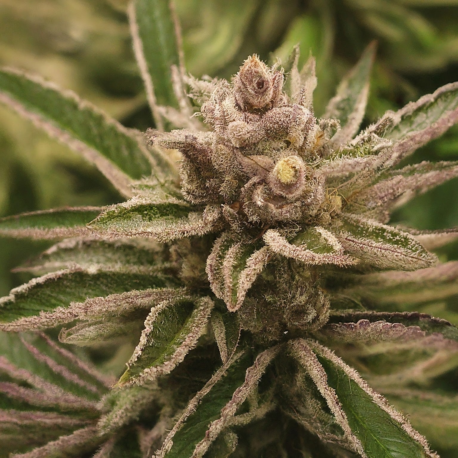 Tropicana Cookies Feminized Seeds