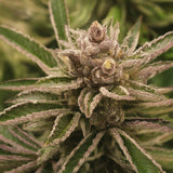 Tropicana Cookies Feminized Seeds