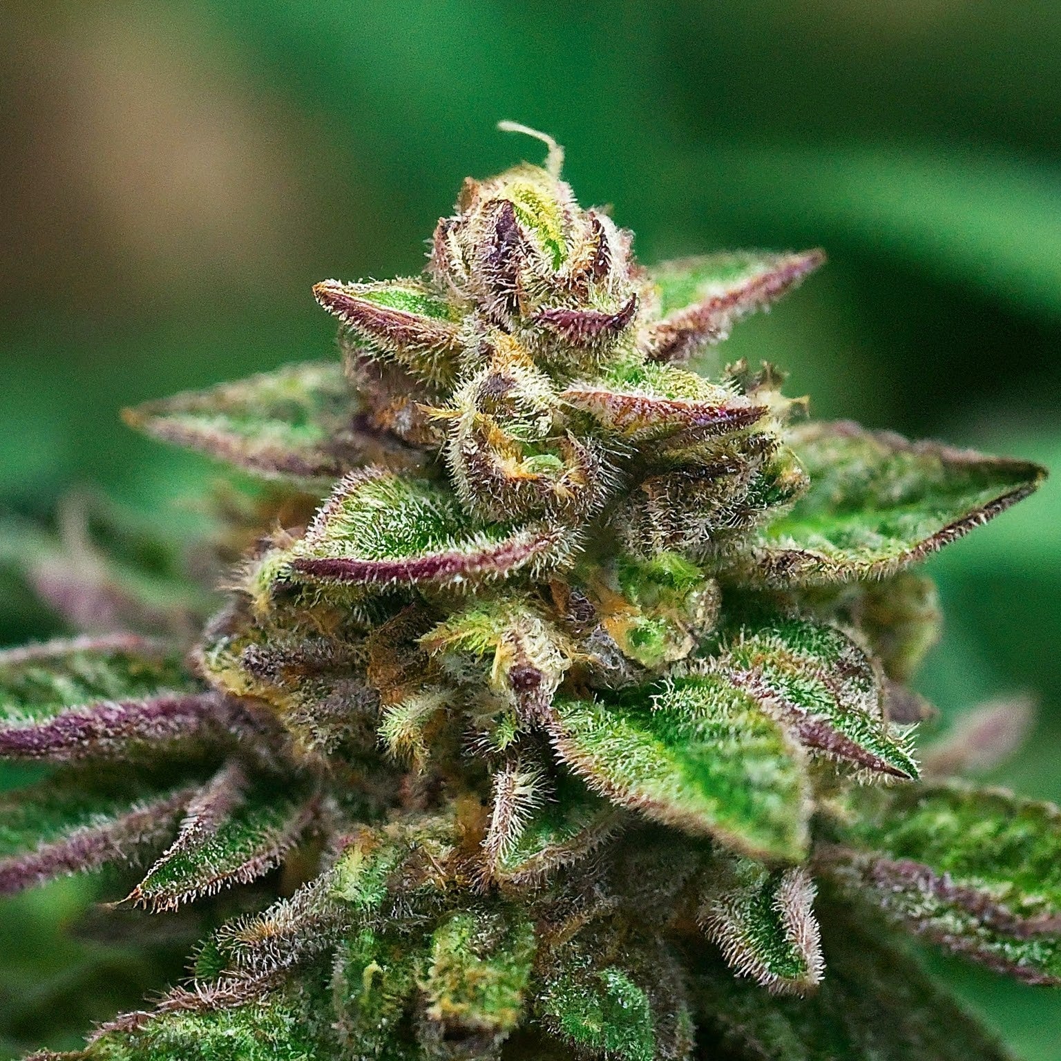 Tropicana Cookies Feminized Seeds