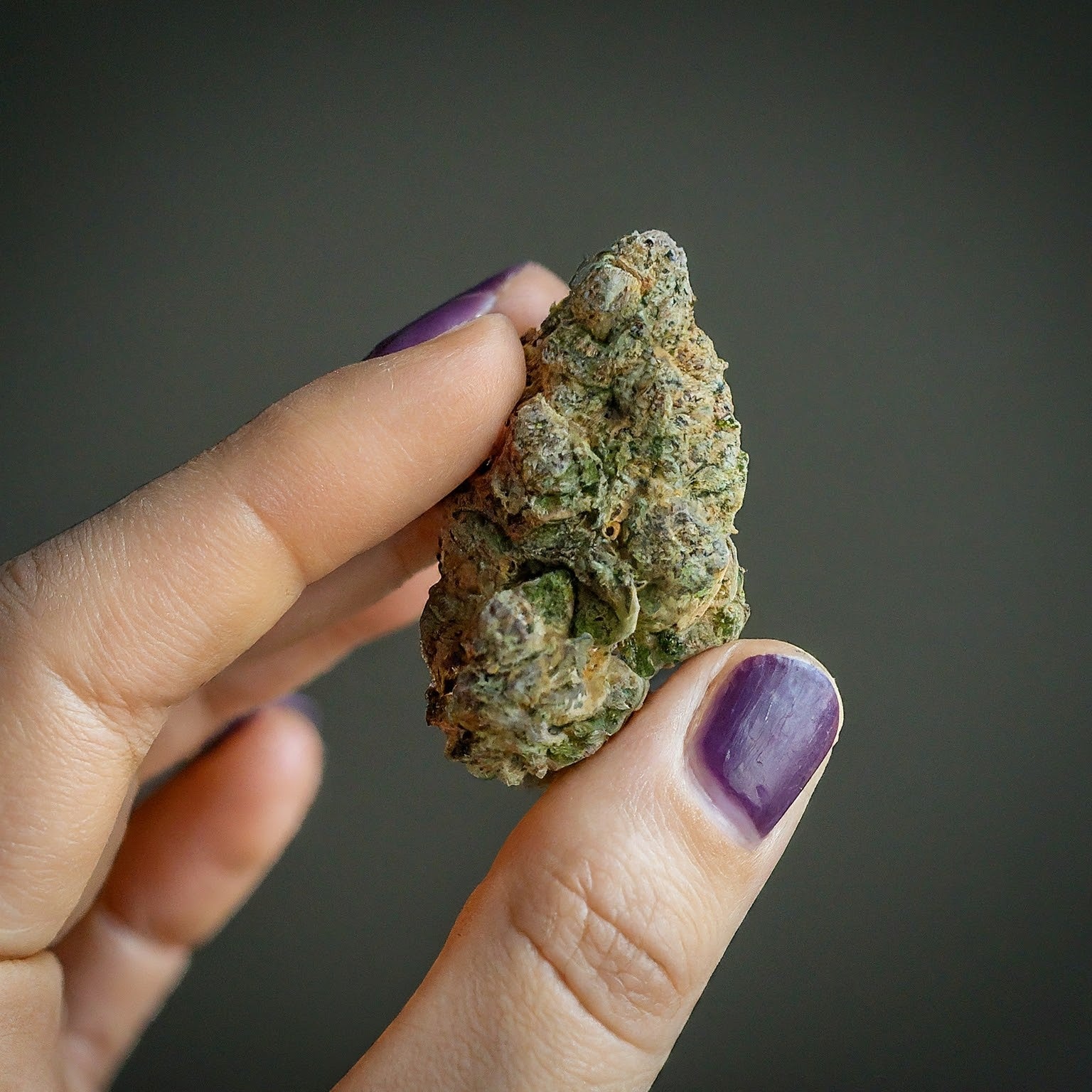 Tropicana Cookies Feminized Seeds