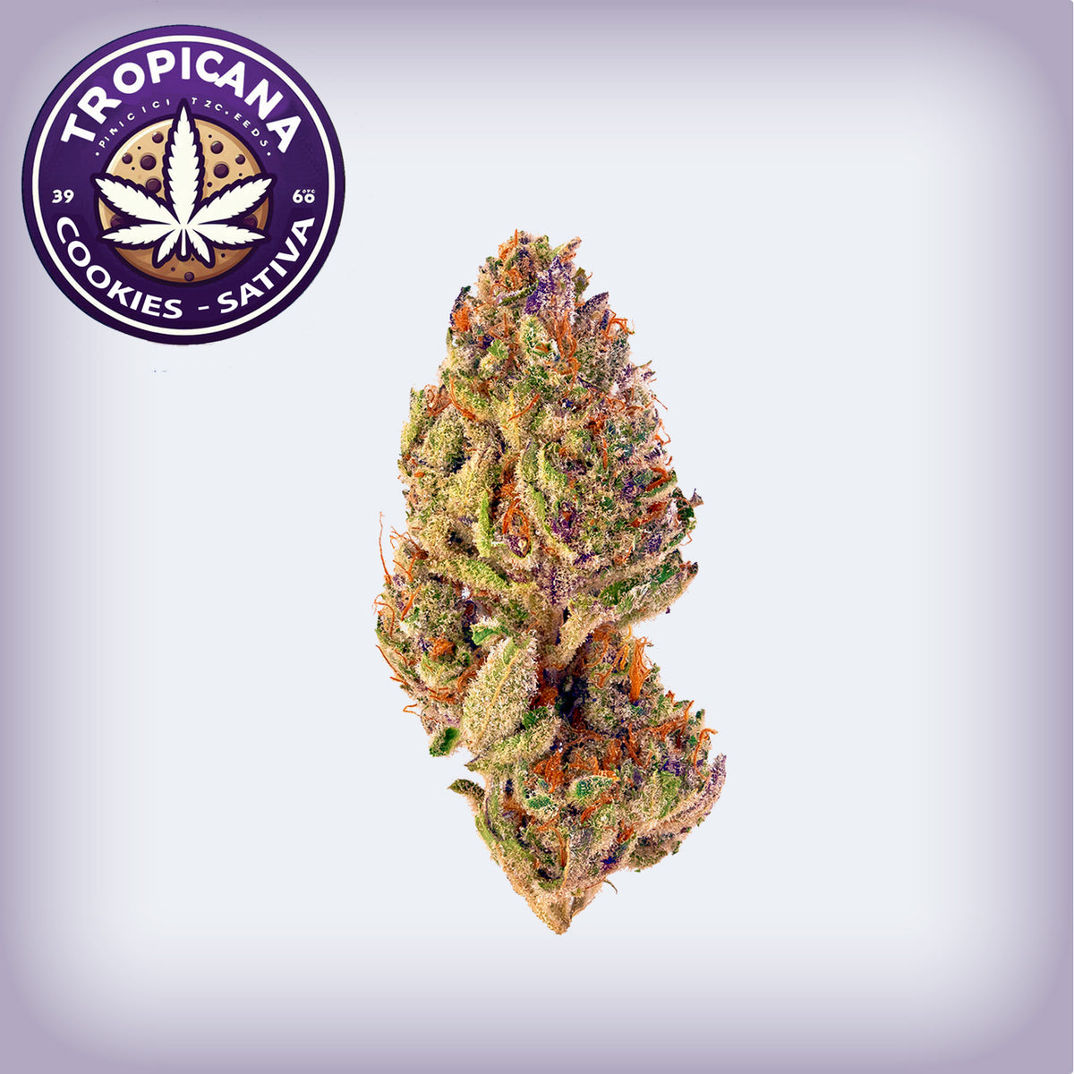 Tropicana Cookies THCa