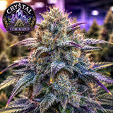 Crystal Feminized Seeds (2 Pack)