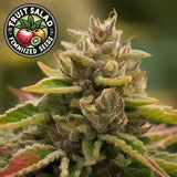 Fruit Salad Feminized Seeds (2 Pack)