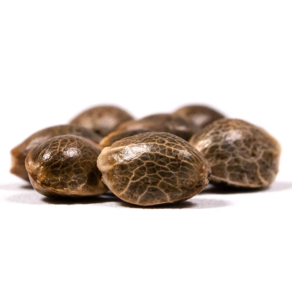 Gary Payton Feminized Seeds (2 Pack)