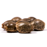Gary Payton Feminized Seeds (2 Pack)
