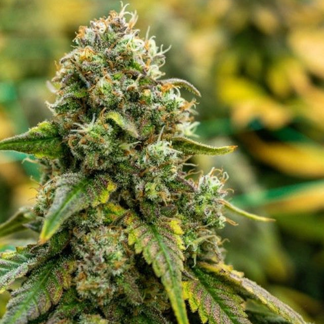 Power Plant Feminized Seeds (2 Pack)